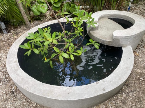 Six Surprising Benefits of Having the Best Koi Ponds Above Ground