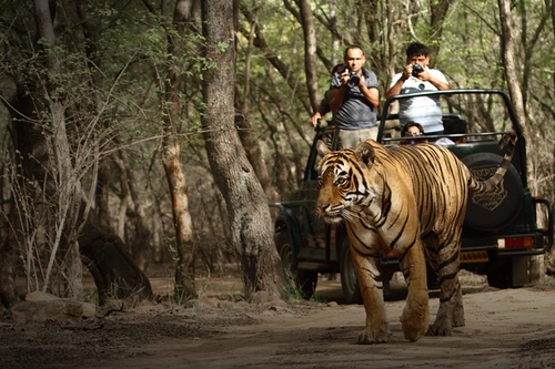 From Pink City to Wildlife Haven: 5 Top Taxi Services for Jaipur to Ranthambore