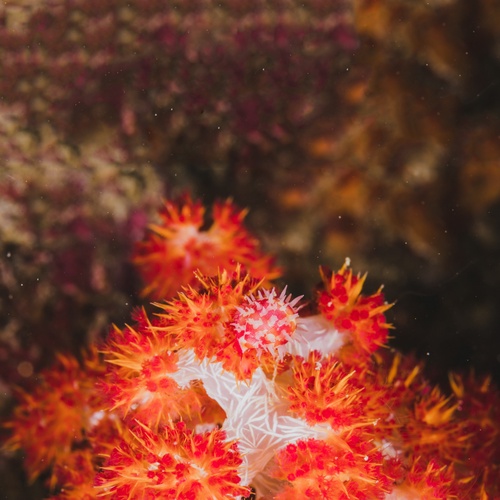 How Do You Take Care of SPS Coral and What Does It Mean?