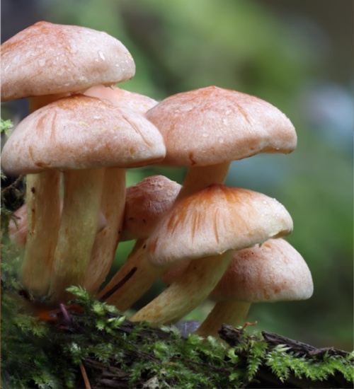 Exploring the Benefits and Risks of Magic Mushroom Edibles