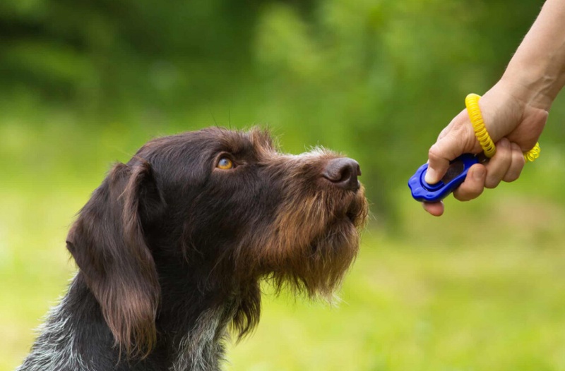 If You want to Know how to Train Your Dog